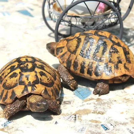 Vendégház Center 3*