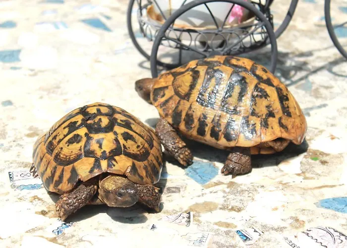 בית הארחה Center 3*